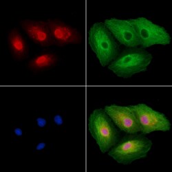 Invitrogen TAIP12 Polyclonal Antibody 100 &mu;L; Unconjugated:Antibodies,