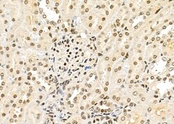 Invitrogen TAIP2 Polyclonal Antibody 100 &mu;L; Unconjugated:Antibodies,