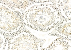 Invitrogen TAIP2 Polyclonal Antibody 100 &mu;L; Unconjugated:Antibodies,