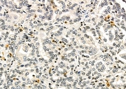 Invitrogen TAIP2 Polyclonal Antibody 100 &mu;L; Unconjugated:Antibodies,