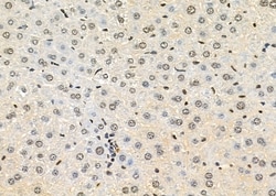 Invitrogen TAIP2 Polyclonal Antibody 100 &mu;L; Unconjugated:Antibodies,