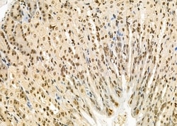 Invitrogen TAIP2 Polyclonal Antibody 100 &mu;L; Unconjugated:Antibodies,