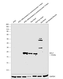 Invitrogen MYL7 Polyclonal Antibody 100 &mu;L; Unconjugated:Antibodies,