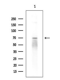 Invitrogen APC5 Polyclonal Antibody 100 &mu;L; Unconjugated:Antibodies,