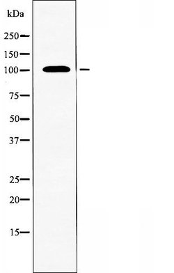 Invitrogen CNNM2 Polyclonal Antibody 100 &mu;L; Unconjugated:Antibodies,