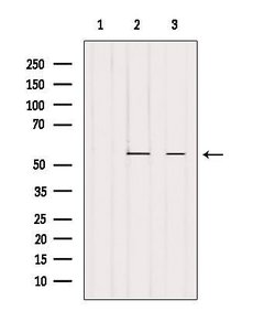 Invitrogen PTGIS Polyclonal Antibody 100 &mu;L; Unconjugated:Antibodies,