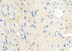 Invitrogen PIK3CG Polyclonal Antibody 100 &mu;L; Unconjugated:Antibodies,