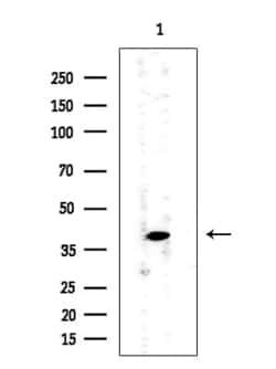 Invitrogen PIK3CG Polyclonal Antibody 100 &mu;L; Unconjugated:Antibodies,