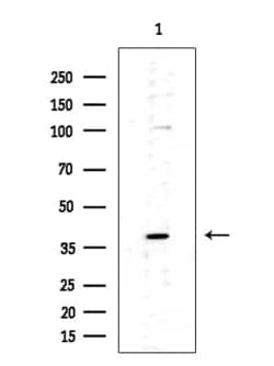 Invitrogen PIK3CG Polyclonal Antibody 100 &mu;L; Unconjugated:Antibodies,