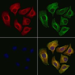 Invitrogen Kir2.3 (KCNJ4) Polyclonal Antibody 100 &mu;L; Unconjugated:Antibodies,