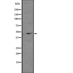Invitrogen Kir2.3 (KCNJ4) Polyclonal Antibody 100 &mu;L; Unconjugated:Antibodies,