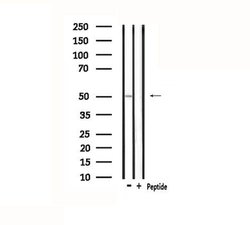 Invitrogen Kir2.3 (KCNJ4) Polyclonal Antibody 100 &mu;L; Unconjugated:Antibodies,