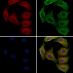 Invitrogen PHKG1 Polyclonal Antibody 100 &mu;L; Unconjugated:Antibodies,