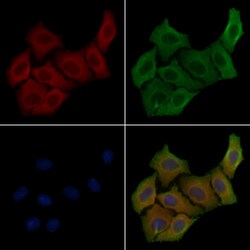 Invitrogen SLC44A1 Polyclonal Antibody 100 &mu;L; Unconjugated:Antibodies,