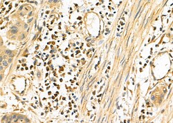 Invitrogen SLC44A1 Polyclonal Antibody 100 &mu;L; Unconjugated:Antibodies,