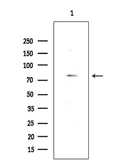 Invitrogen SLC44A1 Polyclonal Antibody 100 &mu;L; Unconjugated:Antibodies,