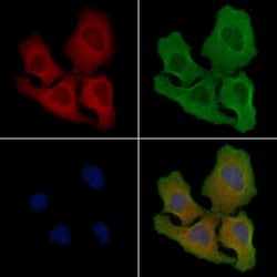 Invitrogen CD300f Polyclonal Antibody 100 &mu;L; Unconjugated:Antibodies,