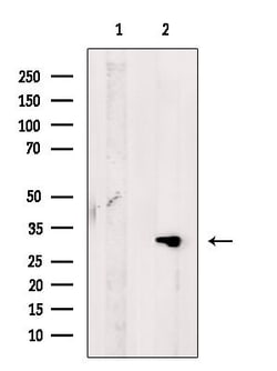Invitrogen CD300f Polyclonal Antibody 100 &mu;L; Unconjugated:Antibodies,
