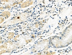 Invitrogen RUNX3 Polyclonal Antibody 100 &mu;L; Unconjugated:Antibodies,