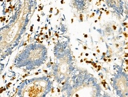 Invitrogen RUNX3 Polyclonal Antibody 100 &mu;L; Unconjugated:Antibodies,