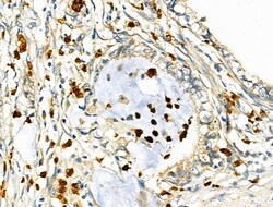 Invitrogen RUNX3 Polyclonal Antibody 100 &mu;L; Unconjugated:Antibodies,