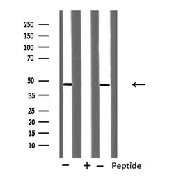 Invitrogen RUNX3 Polyclonal Antibody 100 &mu;L; Unconjugated:Antibodies,