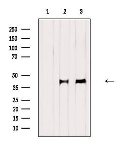 Invitrogen RUNX3 Polyclonal Antibody 100 &mu;L; Unconjugated:Antibodies,