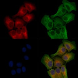 Invitrogen HTR5B Polyclonal Antibody 100 &mu;L; Unconjugated:Antibodies,