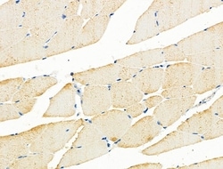 Invitrogen ADORA3 Polyclonal Antibody 100 &mu;L; Unconjugated:Antibodies,