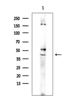 Invitrogen ADORA3 Polyclonal Antibody 100 &mu;L; Unconjugated:Antibodies,