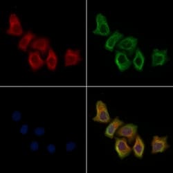 Invitrogen CLPTM1 Polyclonal Antibody 100 &mu;L; Unconjugated:Antibodies,