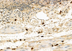 EMR2 Polyclonal Antibody:Antibodies, Polyclonal