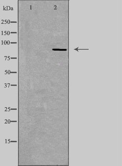 EMR2 Polyclonal Antibody:Antibodies, Polyclonal