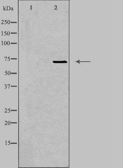 Invitrogen EMR3 Polyclonal Antibody 100 &mu;L; Unconjugated:Antibodies,