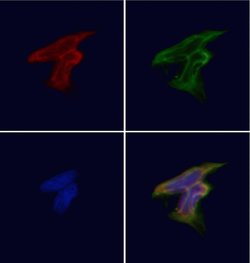 Invitrogen GPR119 Polyclonal Antibody 100 &mu;L; Unconjugated:Antibodies,