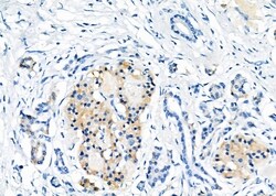 Invitrogen GPR119 Polyclonal Antibody 100 &mu;L; Unconjugated:Antibodies,