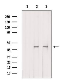 Invitrogen GPR132 Polyclonal Antibody 100 &mu;L | Buy Online | Invitrogen&trade; | Fisher Scientific