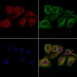 Invitrogen GPR150 Polyclonal Antibody 100 &mu;L; Unconjugated:Antibodies,
