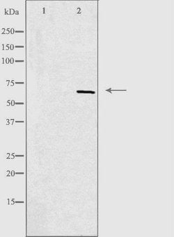 Invitrogen GPR153 Polyclonal Antibody 100 &mu;L; Unconjugated:Antibodies,