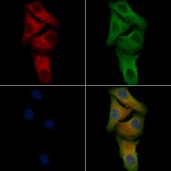 Invitrogen GPR174 Polyclonal Antibody 100 &mu;L; Unconjugated:Antibodies,
