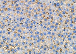 Invitrogen CYSLTR2 Polyclonal Antibody 100 &mu;L; Unconjugated:Antibodies,