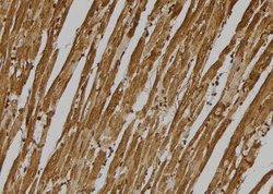 Invitrogen GPR137C Polyclonal Antibody 100 &mu;L; Unconjugated:Antibodies,