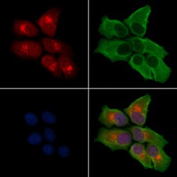 Invitrogen GPR107 Polyclonal Antibody 100 &mu;L; Unconjugated:Antibodies,