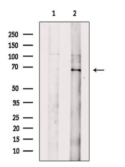 Invitrogen GPR107 Polyclonal Antibody 100 &mu;L; Unconjugated:Antibodies,