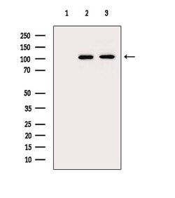 Invitrogen GPR113 Polyclonal Antibody 100 &mu;L; Unconjugated:Antibodies,