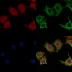 Invitrogen GPR115 Polyclonal Antibody 100 &mu;L; Unconjugated:Antibodies,
