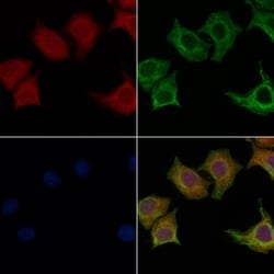 Invitrogen GPR115 Polyclonal Antibody 100 &mu;L; Unconjugated:Antibodies,