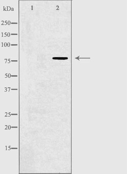 Invitrogen GPR115 Polyclonal Antibody 100 &mu;L; Unconjugated:Antibodies,