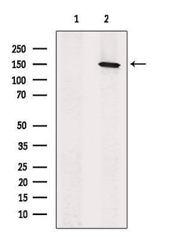 Invitrogen GPR116 Polyclonal Antibody 100 &mu;L; Unconjugated:Antibodies,