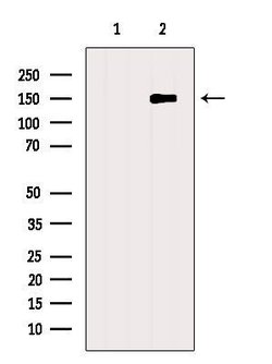 Invitrogen GPR116 Polyclonal Antibody 100 &mu;L; Unconjugated:Antibodies,